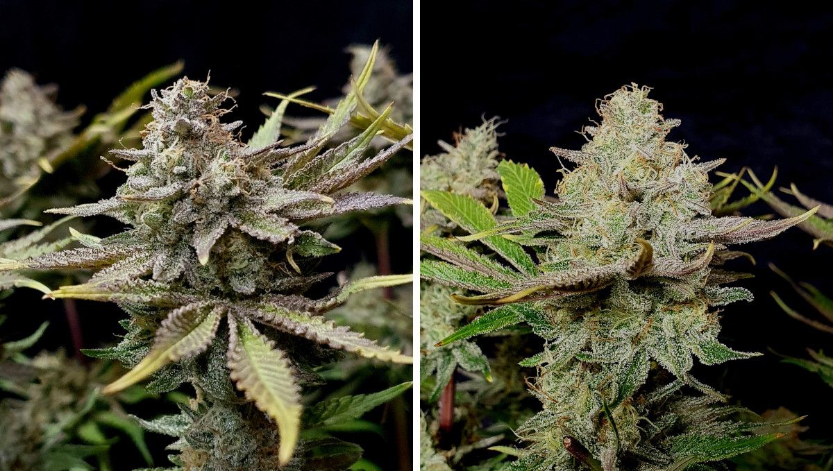 Tropicana Cookies FF cannabis strain: ripening and harvest | weeks 12 | very resinous colas with fading trim leaves