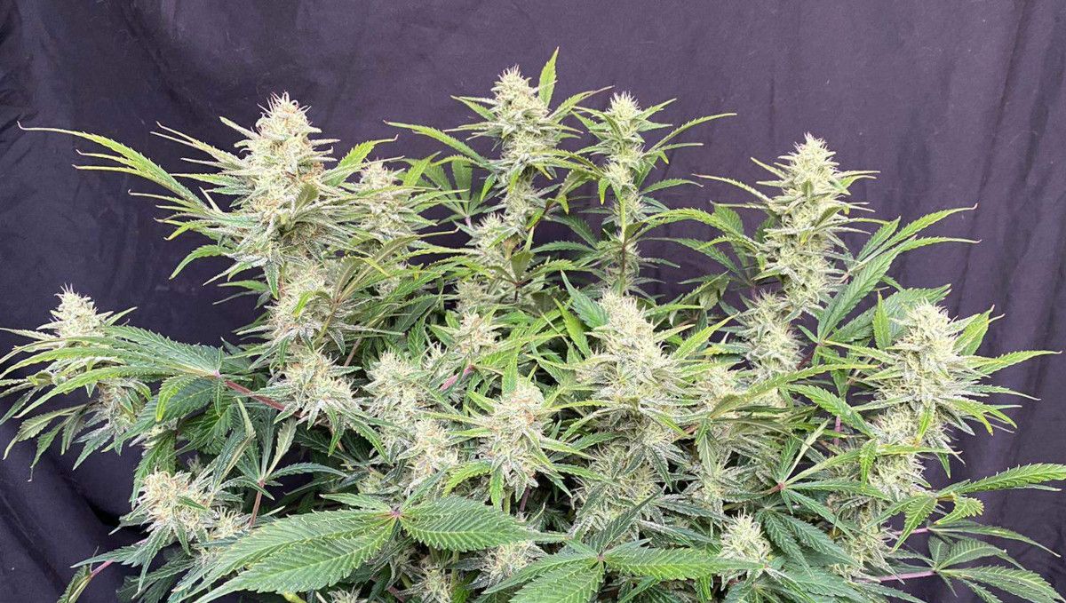 Californian Snow Auto cannabis strain: mid flower (bulk phase) | weeks 8-9 | a mid-size weed plant with many branches and big frosty buds