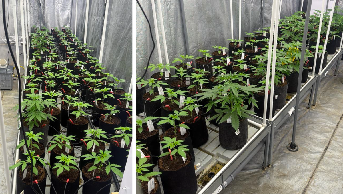 col18.png Gorilla Cookies