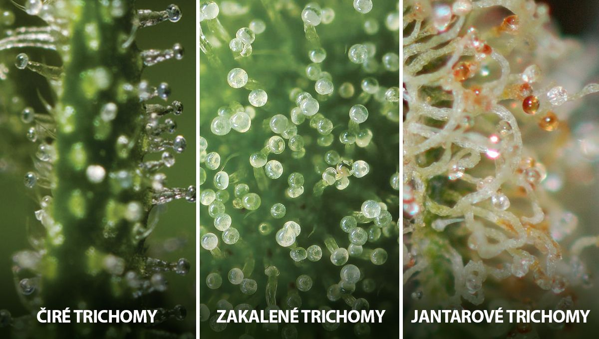 Samonakvétací konopí: stavy trichomů Samonakvétací konopí: stavy trichomů