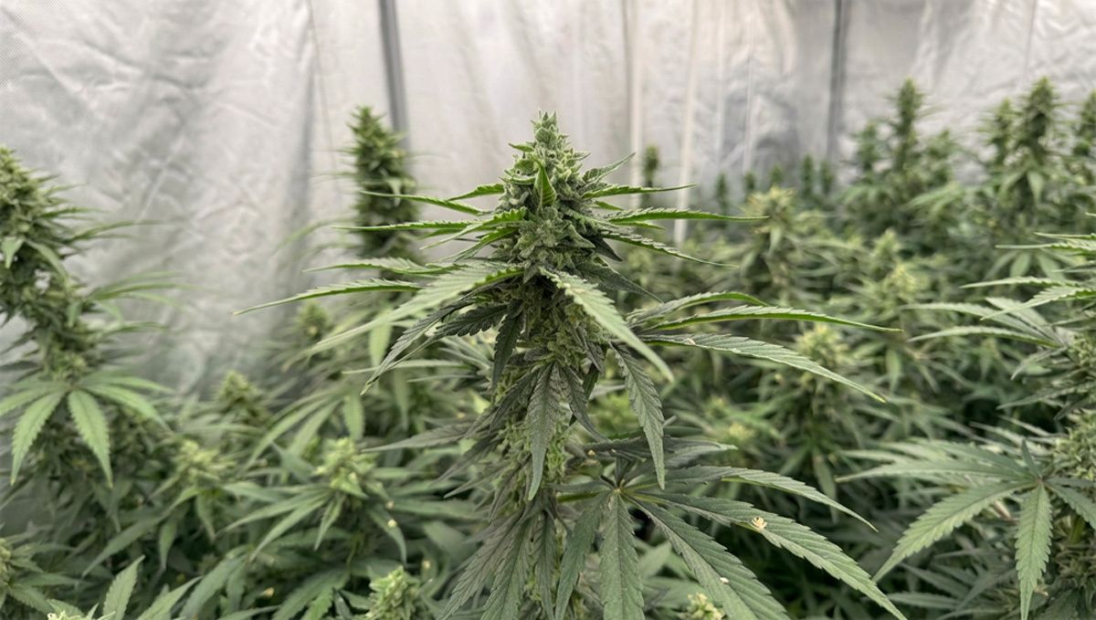12.jpg Pollination of Gorilla cookies