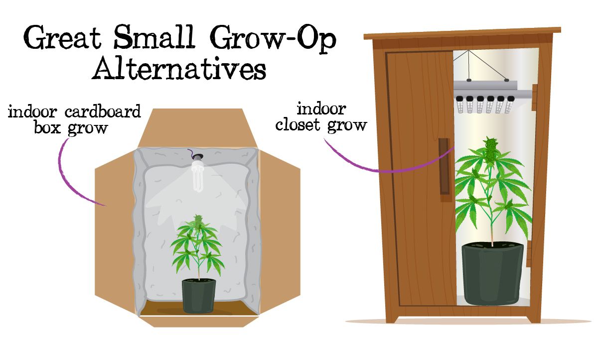 Grow small cannabis plants in tiny spaces: grow tent