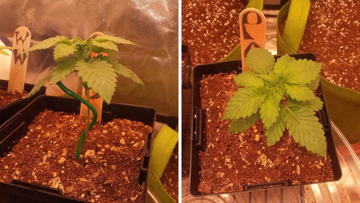 Pineapple Chunk Cannabis Strain Week-by-Week Guide: A side view and a top view of a 2-week-old marijuana seedling supported with wire against toppling over