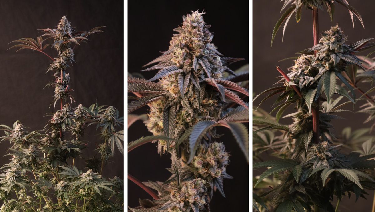 Lemon Cherry Runtz Fem