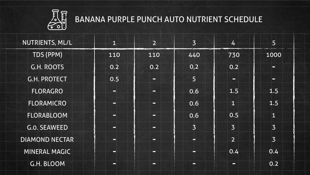 Banana Purple Punch Auto Cannabissorte: Nährstoffplan für die Wachstumsphase Banana Purple Punch Auto Cannabissorte: Nährstoffplan für die Wachstumsphase