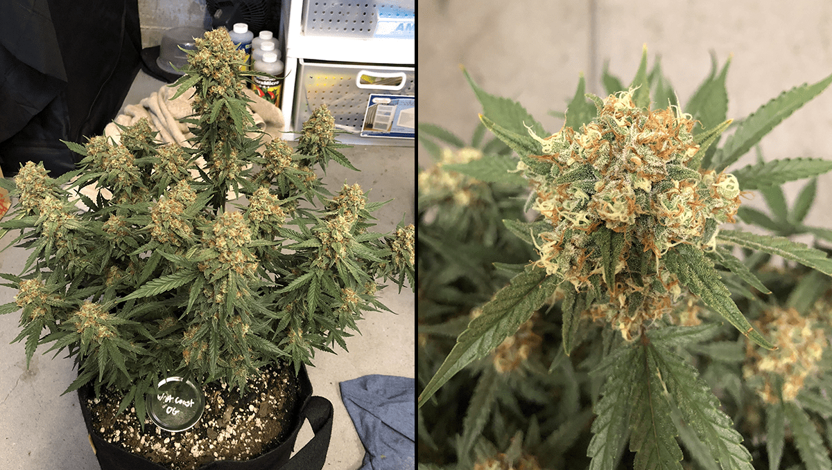 Die 5 besten Autoflower-Sorten gegen Schlaflosigkeit: West Coast OG Auto Die 5 besten Autoflower-Sorten gegen Schlaflosigkeit: West Coast OG Auto
