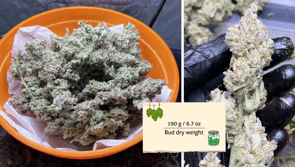 Banana Purple Punch Auto Cannabissorte: Ertrag | Extrem klebrige Nuggets in einer Schüssel und in der Hand eines Züchters Banana Purple Punch Auto Cannabissorte: Ertrag | Extrem klebrige Nuggets in einer Schüssel und in der Hand eines Züchters