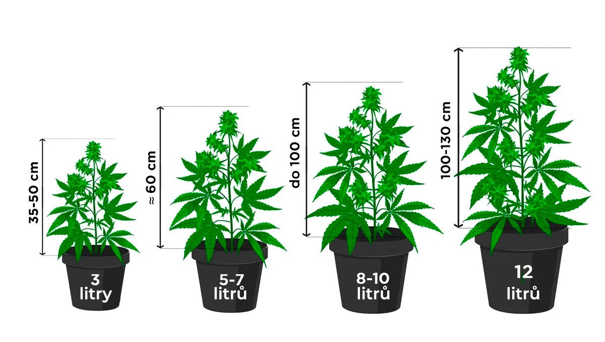 Kolik autokvětů na metr čtvereční: Velikost rostliny podle velikosti květináče