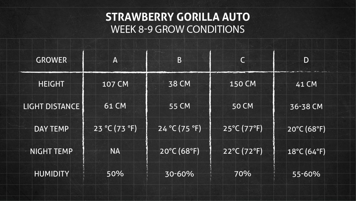 Strawberry Gorilla Auto Cannabissorte: Wachstumsbedingungen in den Wochen 8-9 Strawberry Gorilla Auto Cannabissorte: Wachstumsbedingungen in den Wochen 8-9