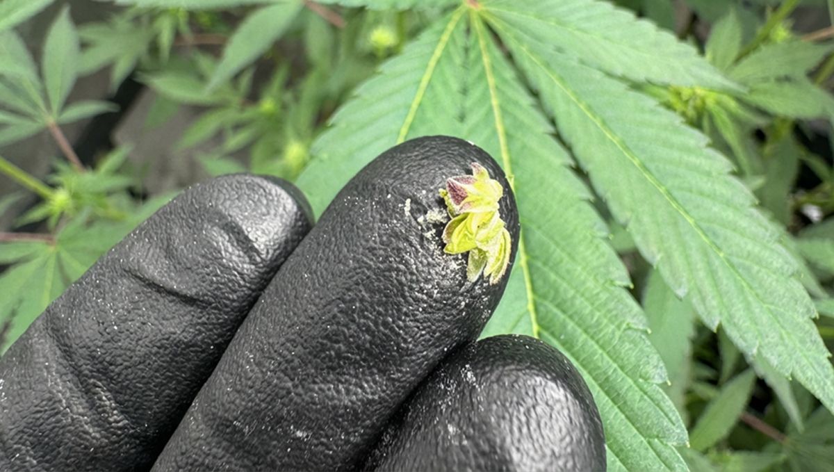 Събиране на полен от Banana Purple Punch за контролирано кръстосване при стерилни условия.