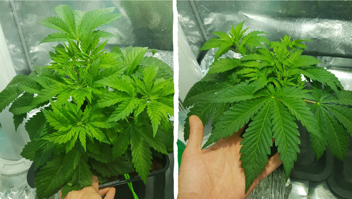 Moby dick auto week-by-week: week 3