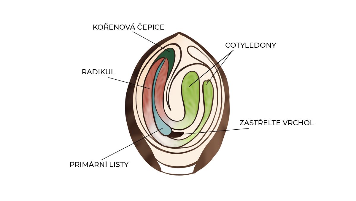 Průvodce klíčením: anatomie semene