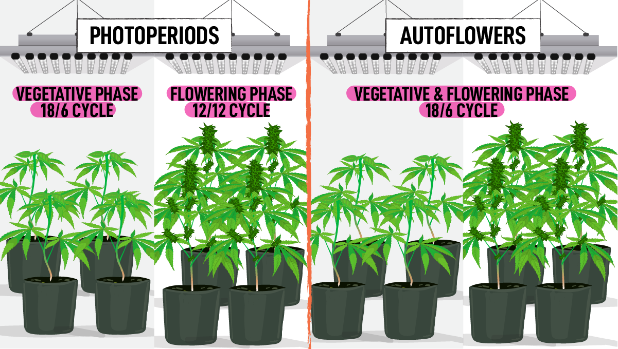 How to grow weed at home: photoperiods vs autoflowers