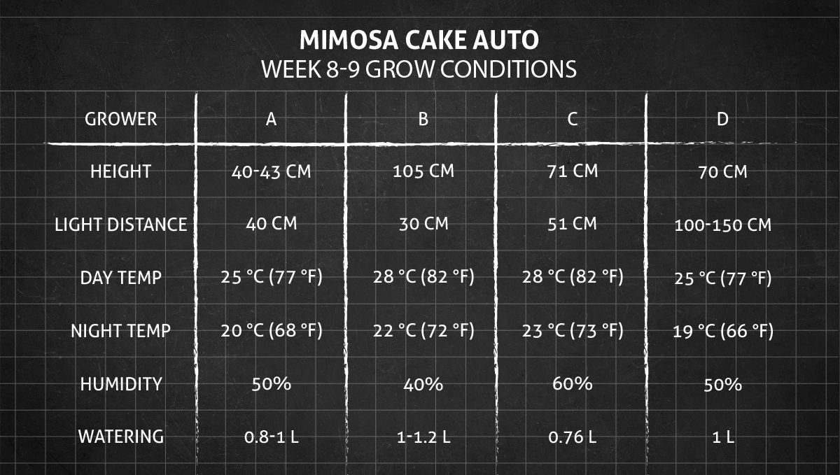 Mimosa Cake Auto cannabis strain: weeks 8-9 grow conditions Mimosa Cake Auto cannabis strain: weeks 8-9 grow conditions