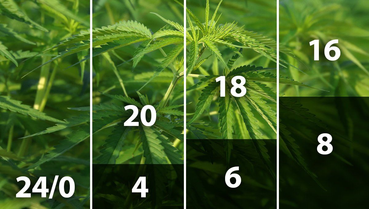  Mejor horario de luz para el cannabis en fase vegetativa: horarios de luz en interior para autos