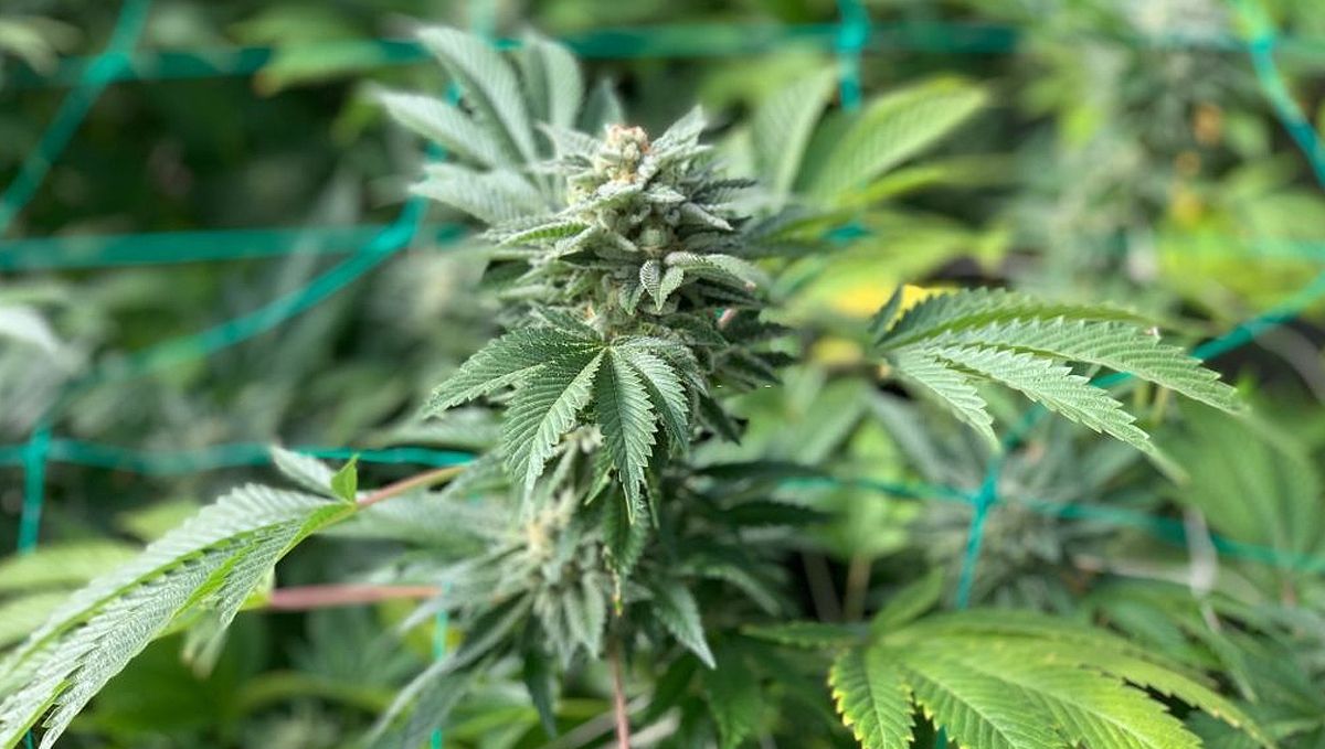 Wie man Autoflowering-Cannabissamen im Freien anbaut: Vorteile des Outdoor-Anbaus