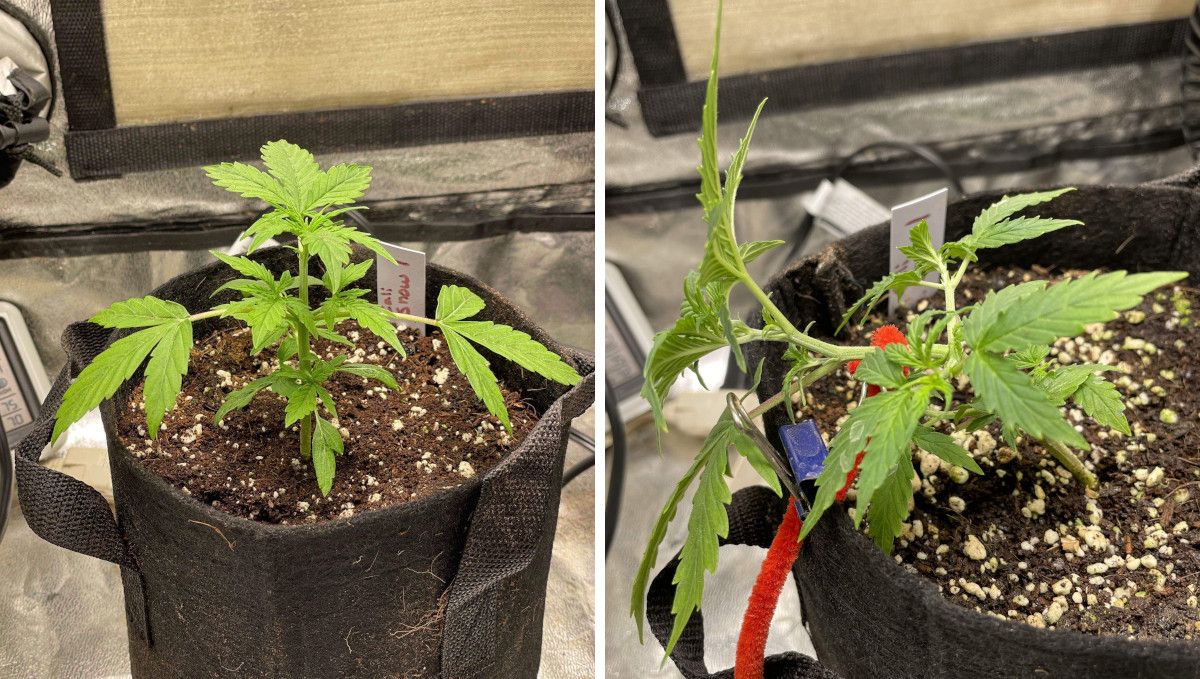Californian Snow Auto cannabis strain: early veg | week 2 | a young weed plant before and after its main stalk was tied down