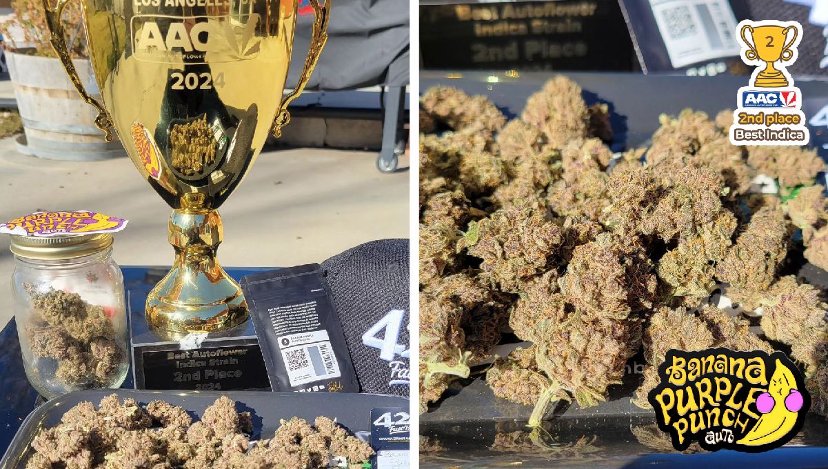 Ztrawberriez Auto und Banana Purple Punch Auto gewinnen den The American Autoflower Cup 2024!