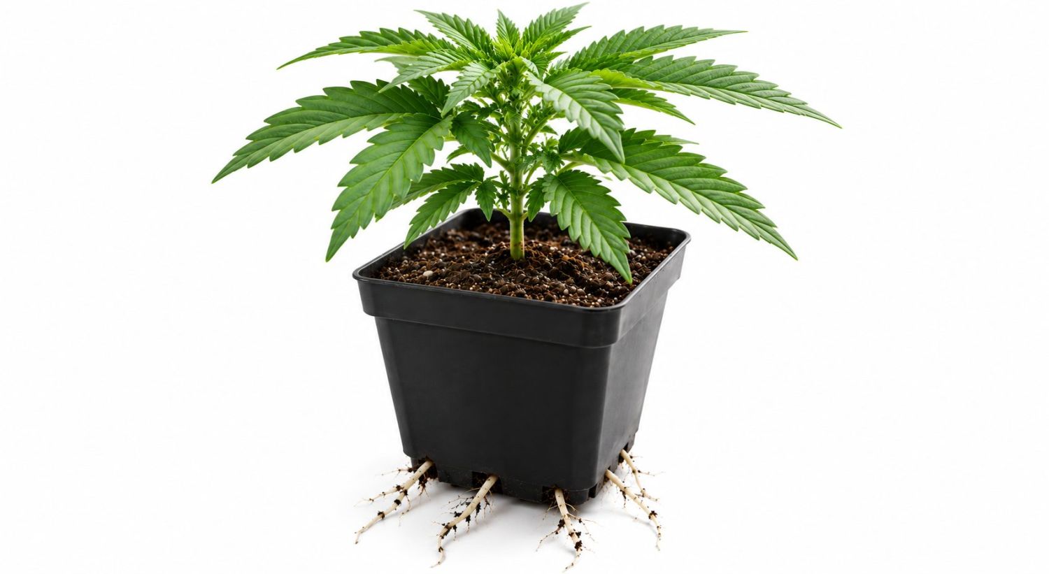 How to Successfully Repot a Cannabis Plant How to Successfully Repot a Cannabis Plant