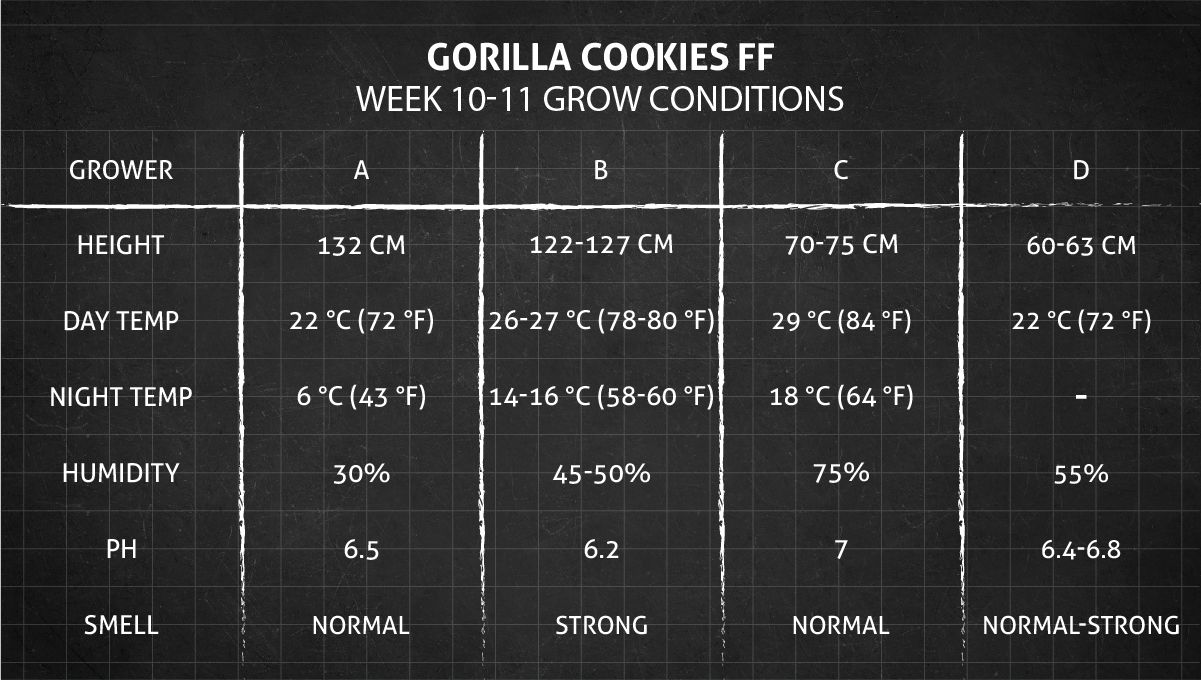Gorilla Cookies FF cannabis strain: weeks 10-11 grow conditions Gorilla Cookies FF cannabis strain: weeks 10-11 grow conditions