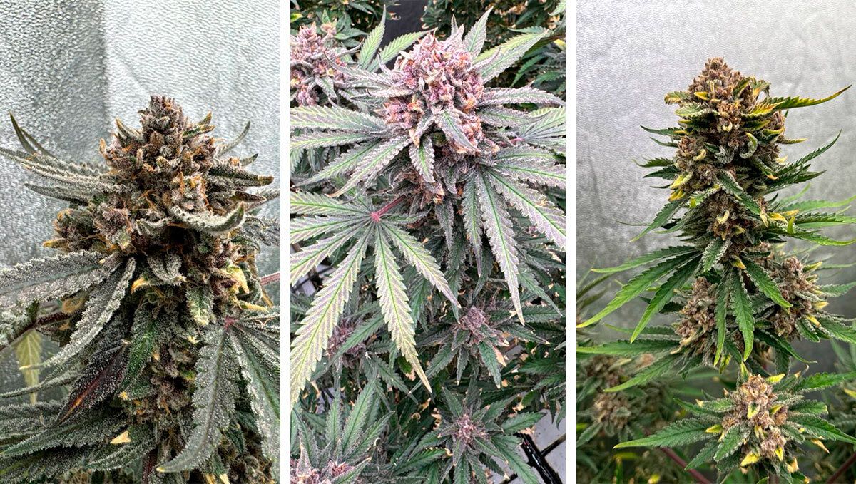 cover_67.jpg Cherry Cola RF3: Two Weeks Before Harvest