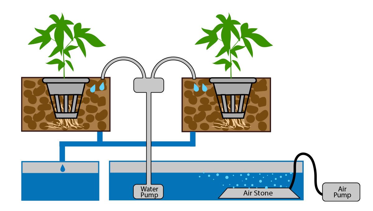 Wie man autoflowering Cannabispflanzen in Hydroponik-Systemen anbaut: Tropfbewässerung Wie man autoflowering Cannabispflanzen in Hydroponik-Systemen anbaut: Tropfbewässerung