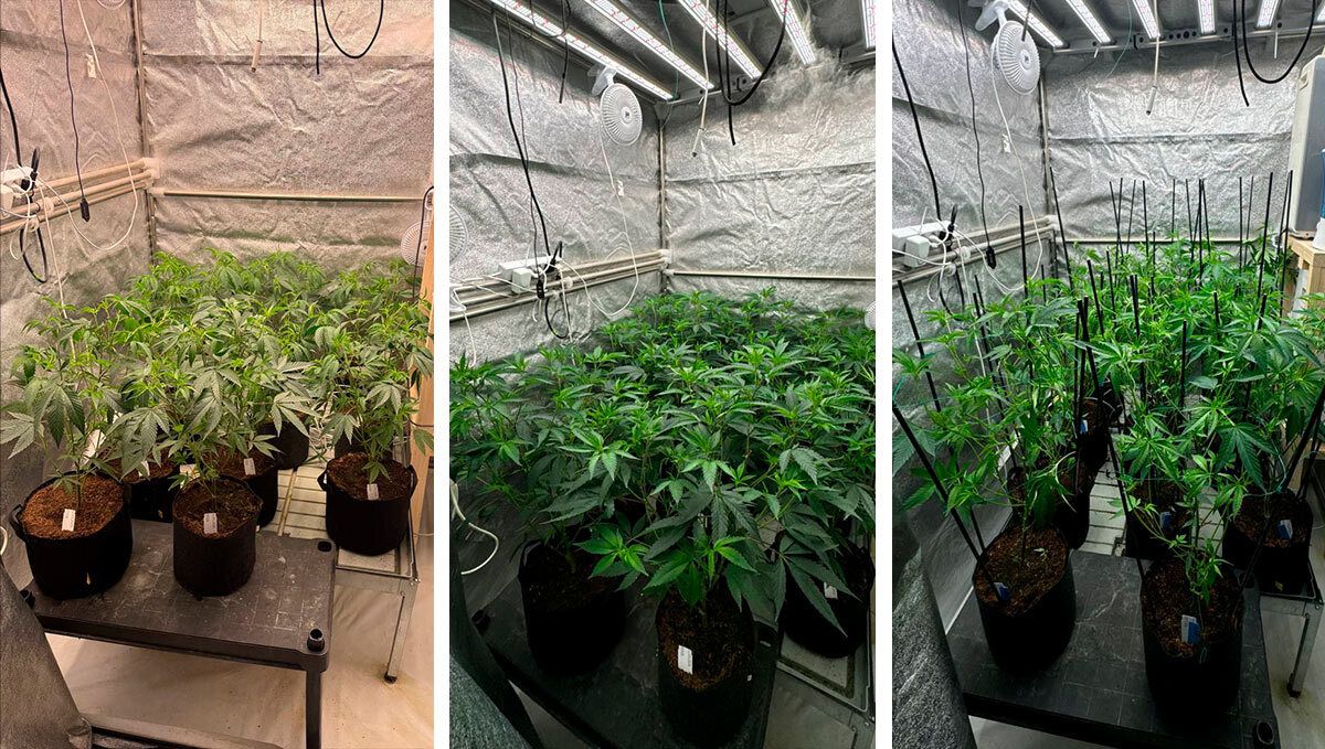 Males progress 