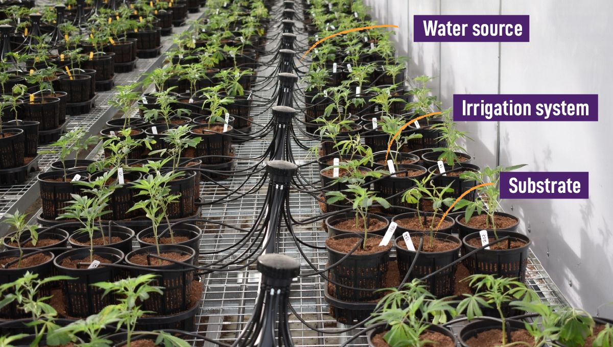 Crop steering cannabis: developing an irrigation plan Crop steering cannabis: developing an irrigation plan