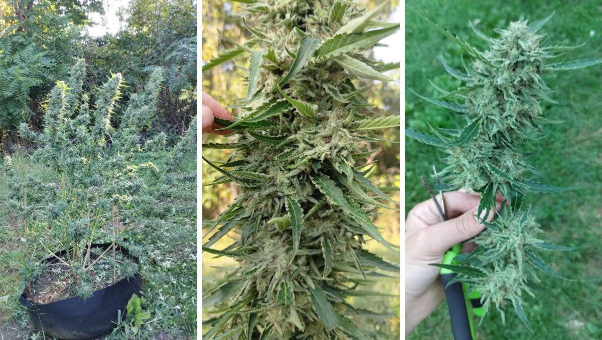 GG4 Sherbet FF cannabis strain: ripening and harvest | weeks 12 | an outdoor plant pre-trimmed before the harvest