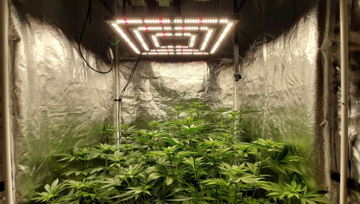 Wedding Cheesecake FF cannabis strain: transition (pre-flower) | week 7 | a lush multi-branch weed plant under a LED panel in a grow tent Wedding Cheesecake FF cannabis strain: transition (pre-flower) | week 7 | a lush multi-branch weed plant under a LED panel in a grow tent