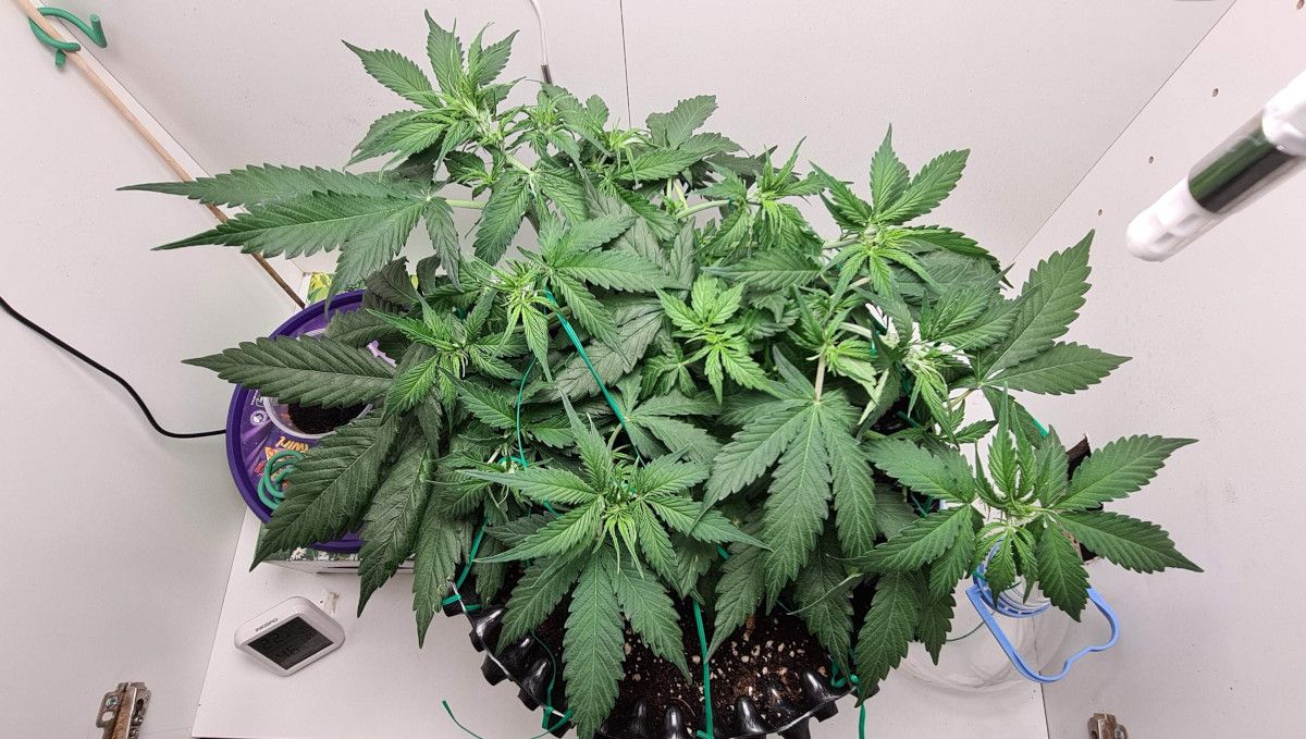 Super Lemon Haze Auto cannabis strain: transition (pre-flower) | week 5 | a medium-sized indoor autoflower with a short and flat canopy Super Lemon Haze Auto cannabis strain: transition (pre-flower) | week 5 | a medium-sized indoor autoflower with a short and flat canopy