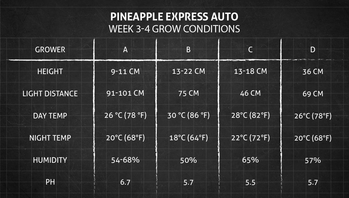 Pineapple Express Auto cannabis strain: weeks 3-4 grow conditions Pineapple Express Auto cannabis strain: weeks 3-4 grow conditions