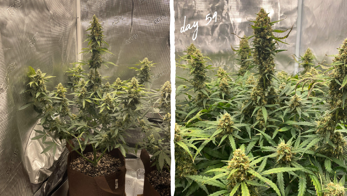 Trainwreck auto week-by-week: flowering stage week 8 Trainwreck auto week-by-week: flowering stage week 8