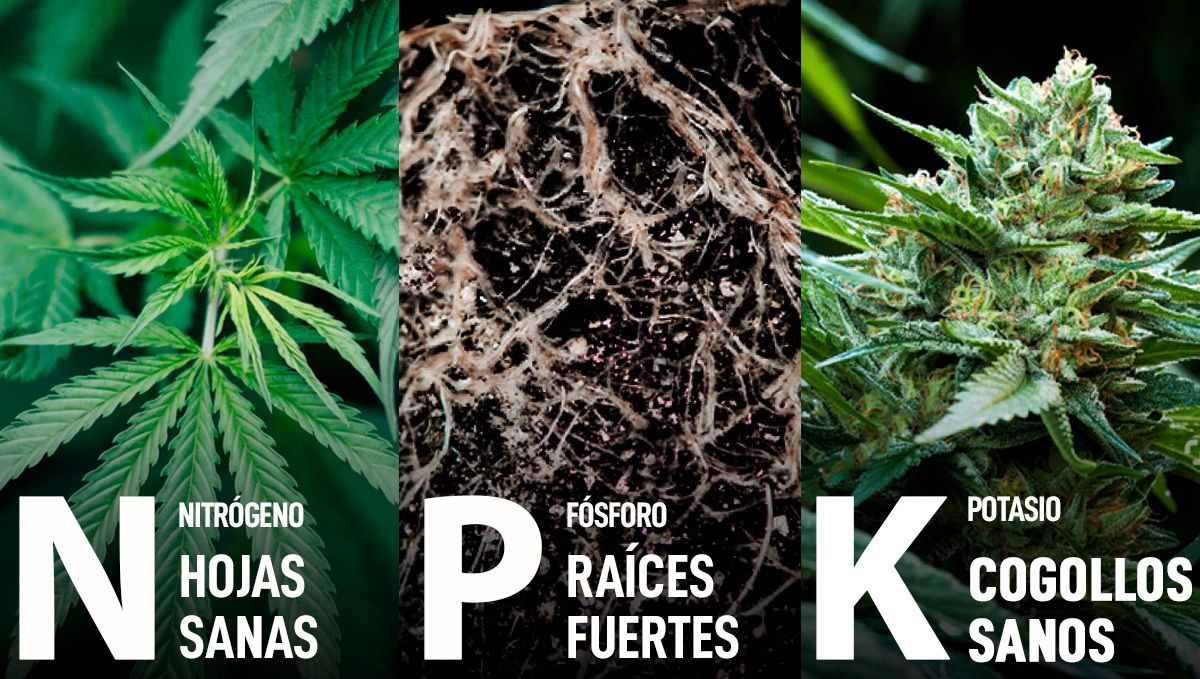 Cómo engordar tus cogollos: NPK