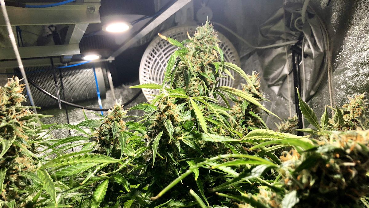 Blueberry Cheese Auto cannabis strain: ripening and harvest | weeks 10 | a maturing autoflower in a grow tent