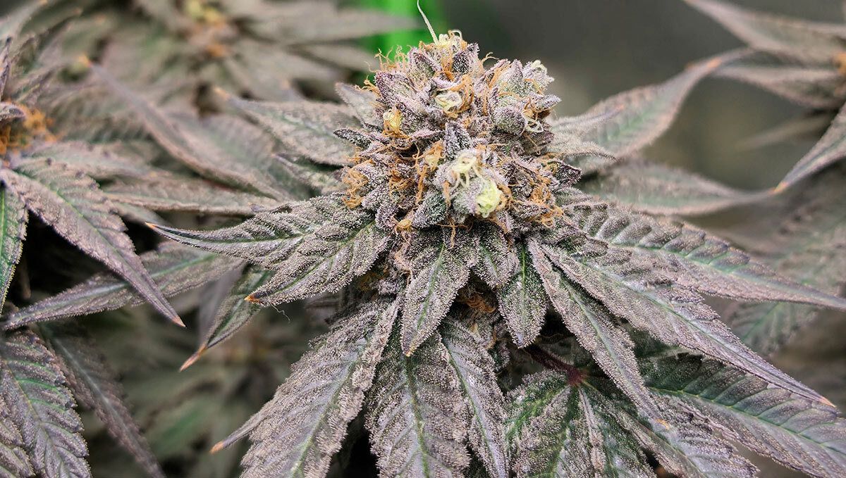203.jpg Papaya Sherbet