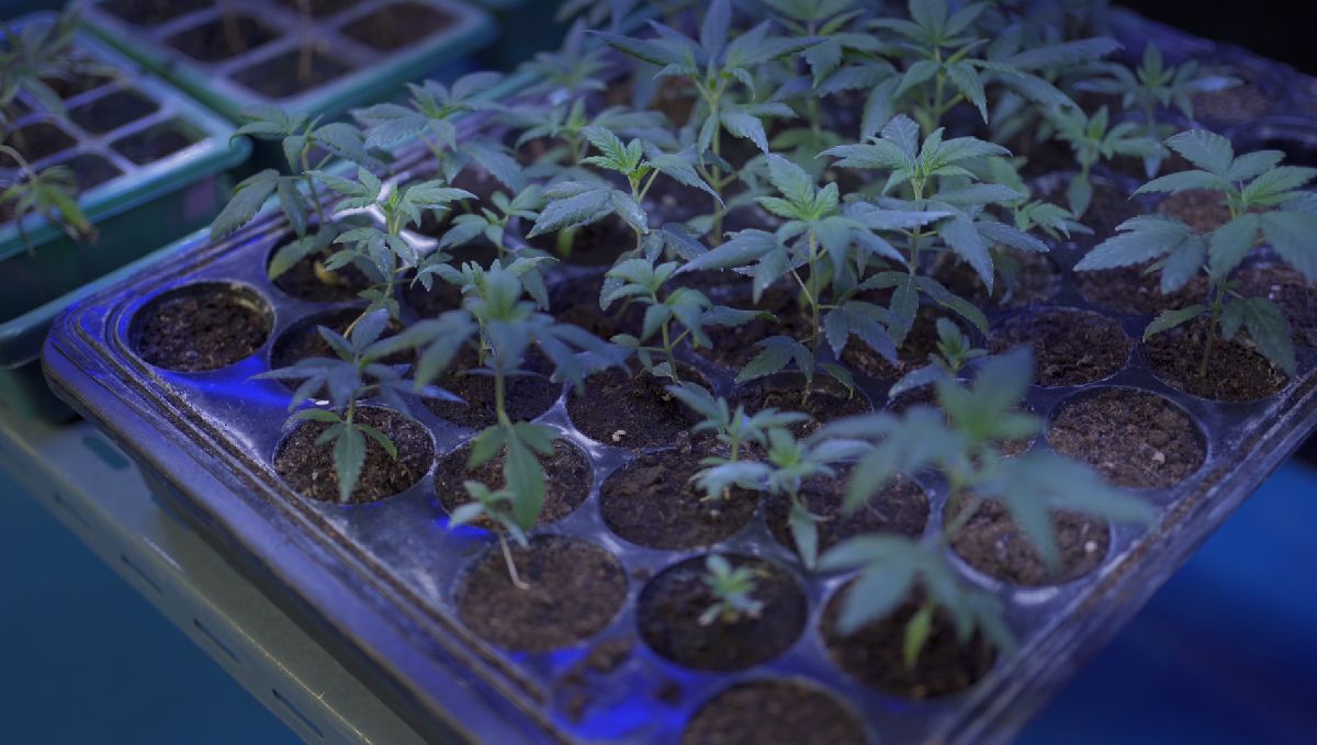 Indoor lights for cannabis grow: photoperiod plants Indoor lights for cannabis grow: photoperiod plants