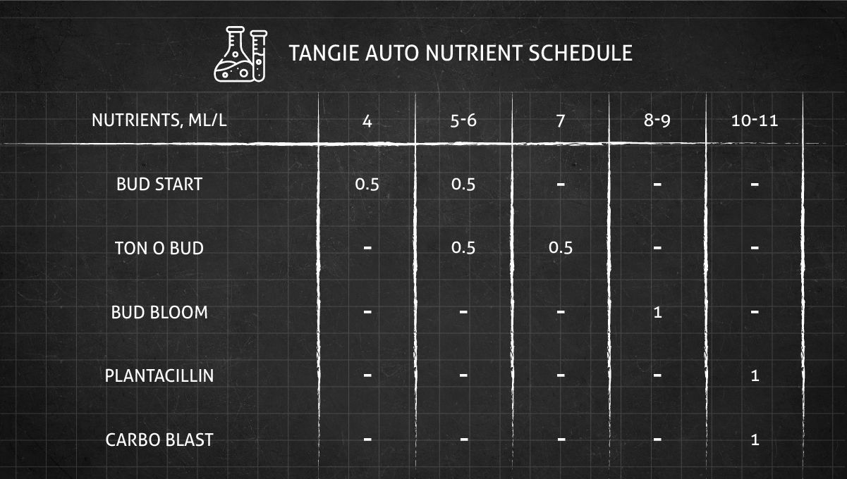 Tangie Auto cannabis strain: flower booster chart Tangie Auto cannabis strain: flower booster chart