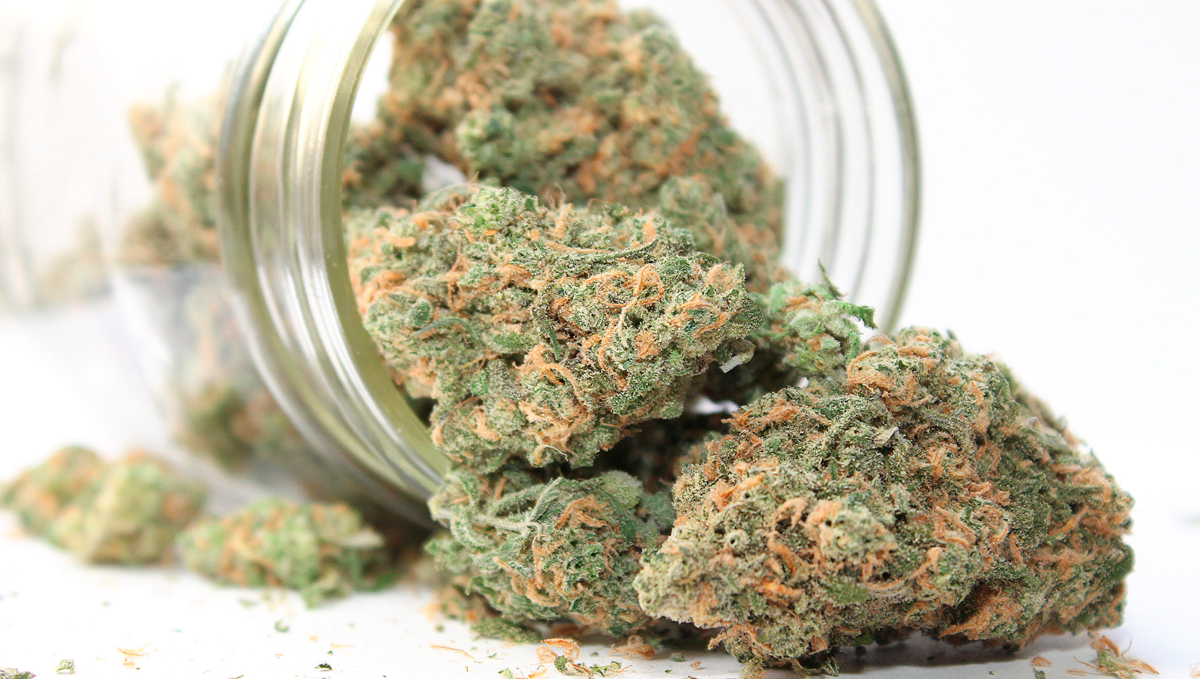 AK auto cannabis strain: curing