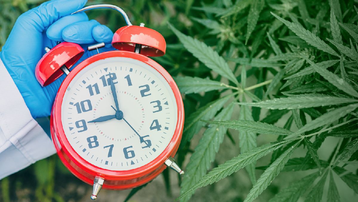 How to enhance your cannabis high? take a tolerance break How to enhance your cannabis high? take a tolerance break