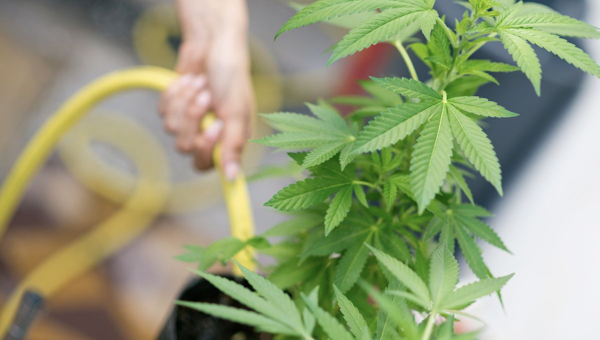 Der ultimative Leitfaden zur Bewässerung deiner Cannabispflanzen: Bewässerungsplan und Anpassungen Der ultimative Leitfaden zur Bewässerung deiner Cannabispflanzen: Bewässerungsplan und Anpassungen