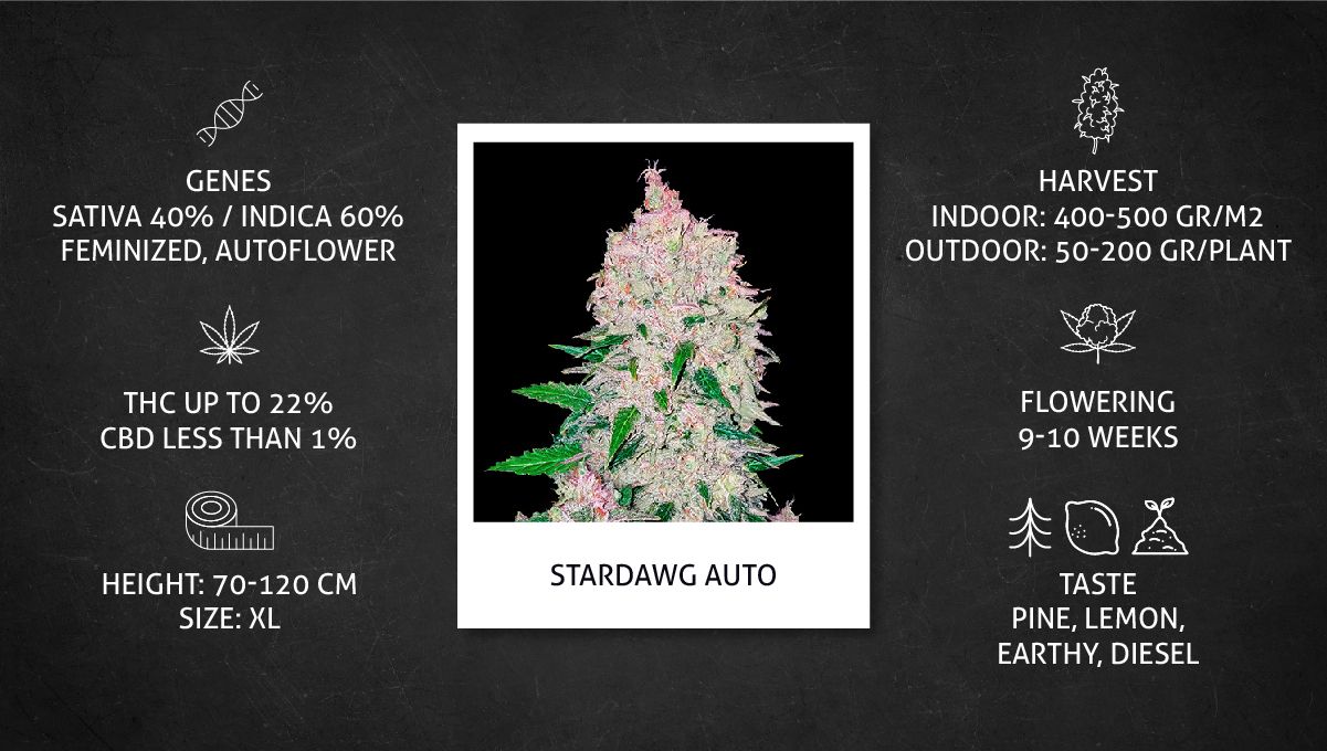 Stardawg Auto cannabis strain: specs sheet