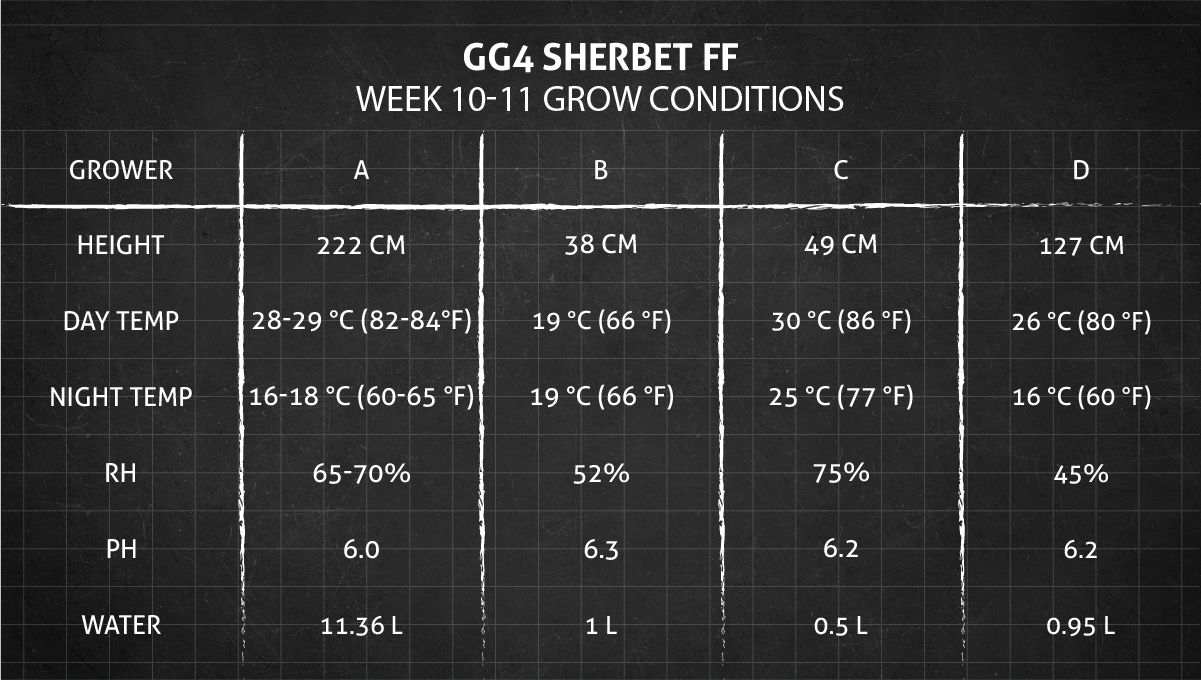 GG4 Sherbet FF cannabis strain: weeks 10-11 grow conditions