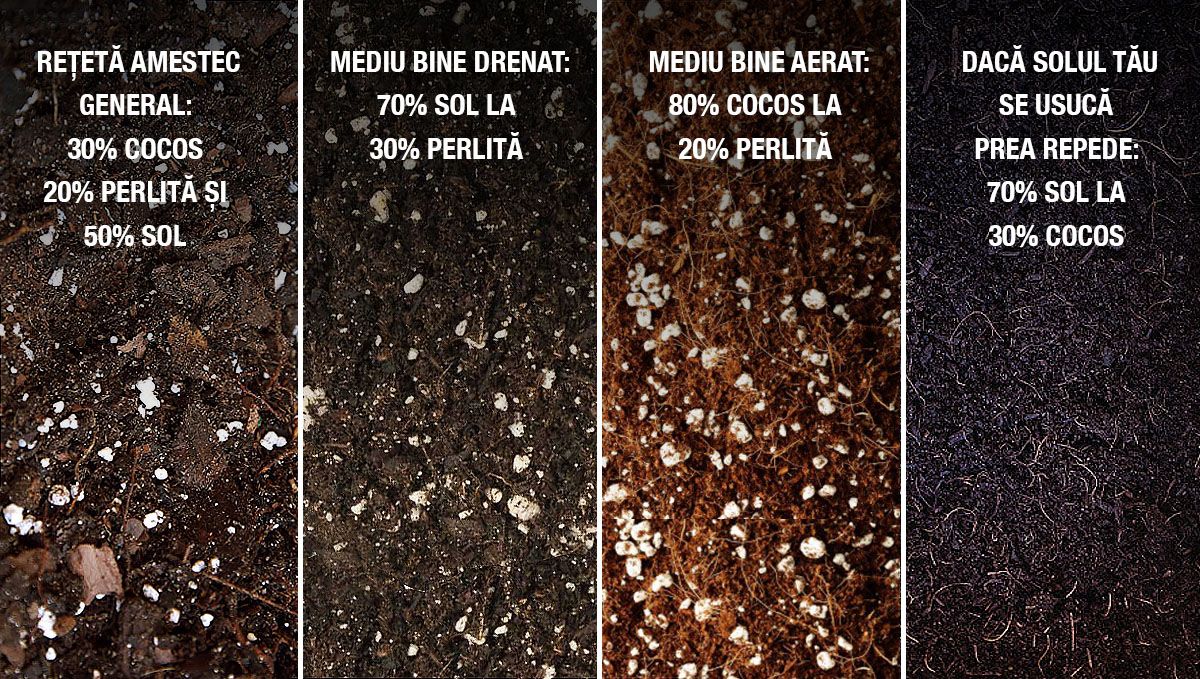 9 Greșeli de Evitat: cel mai bun mediu pentru germinare