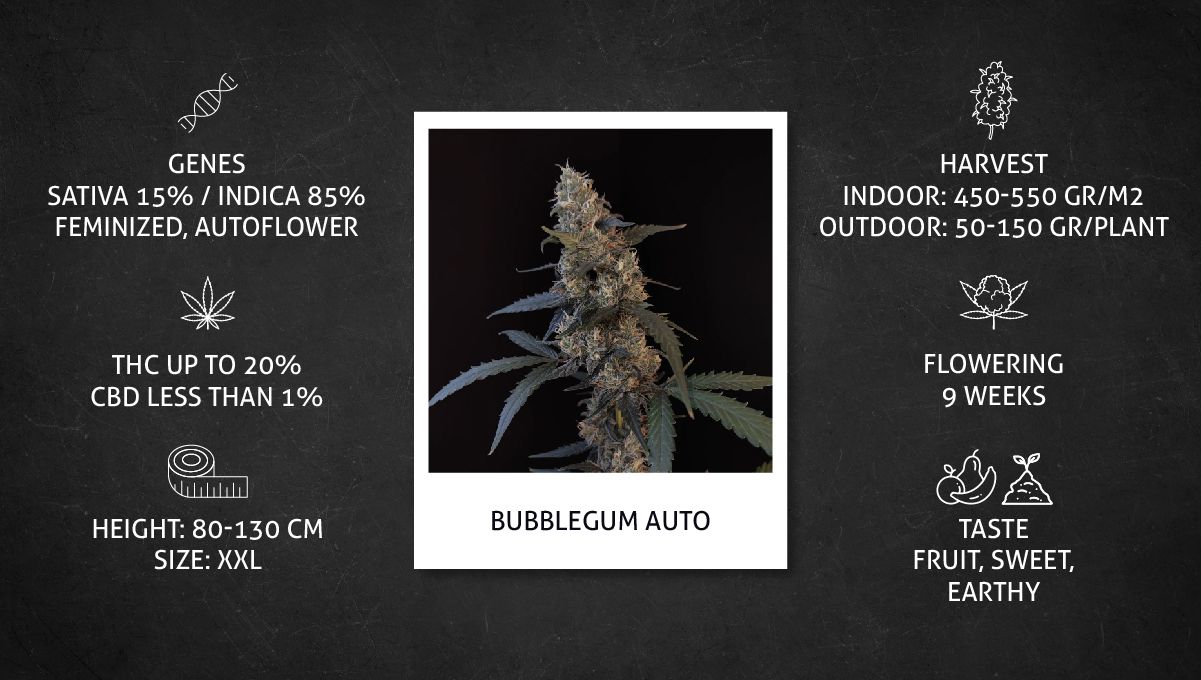 BubbleGum Auto Cannabis Strain specs sheet