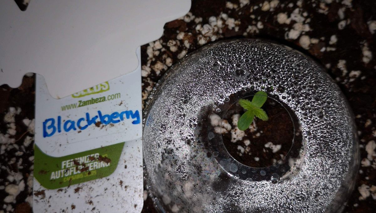 Blackberry Auto cannabis strain: germination and seedling stage | week 1 | under a cut-off plastic bottle serving as a humidity dome