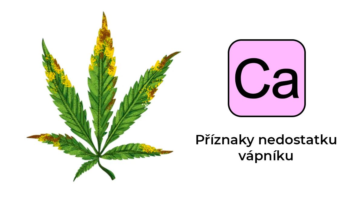 Nedostatek konopných živin: vápník Nedostatek konopných živin: vápník