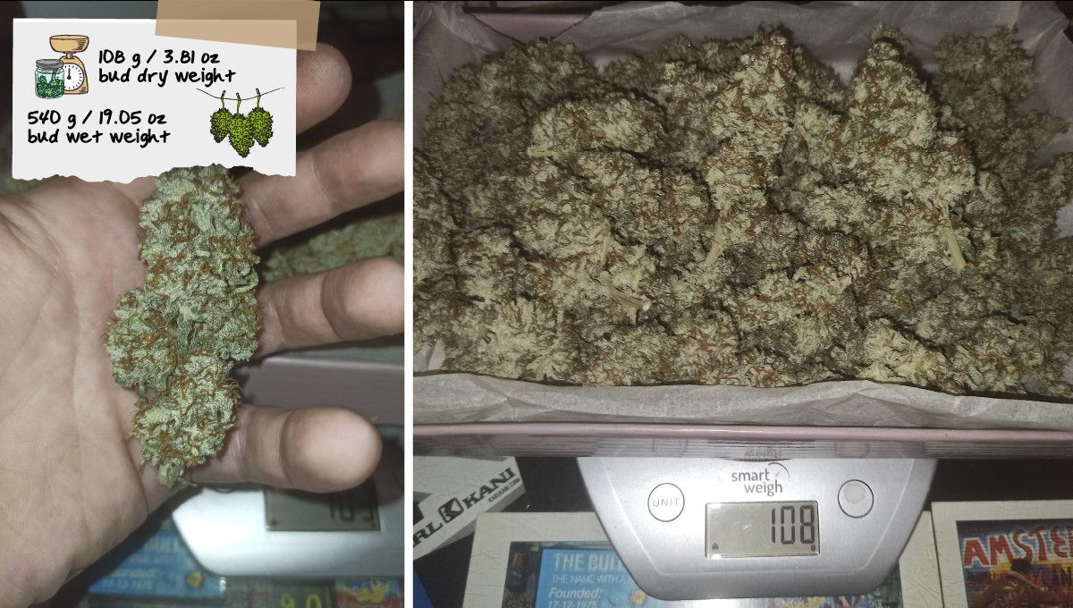 Big Bud Auto Cannabis Strain Week-by-Week Guide: A trimmed, dried, and cured marijuana bud in the palm of a grower's hand and a heap of buds on the scales