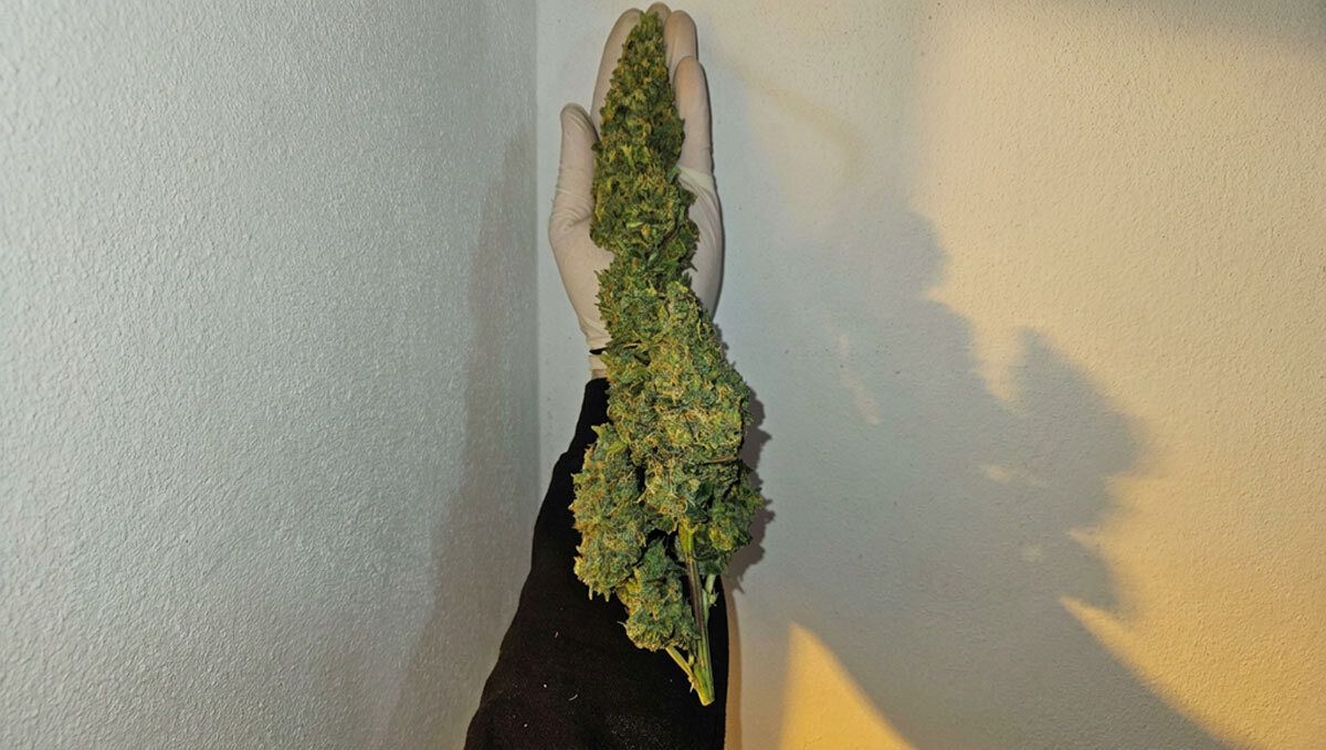 Gorilla Cookies Auto