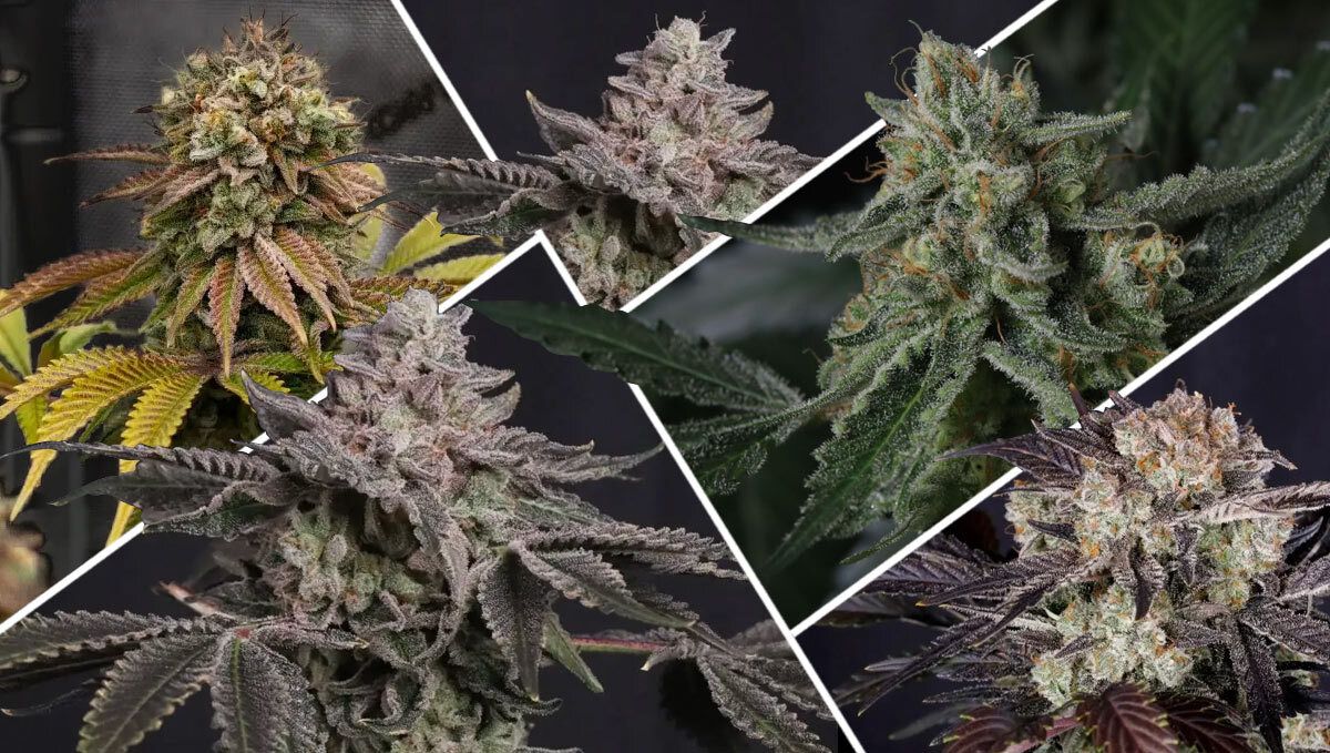 What Makes a Strain Great for Cold Climates? What Makes a Strain Great for Cold Climates?